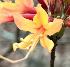 Rhododendron austrinum