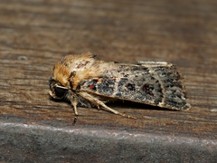 Proteuxoa sanguinipuncta