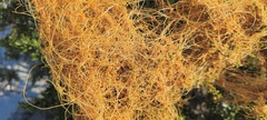 Cuscuta denticulata