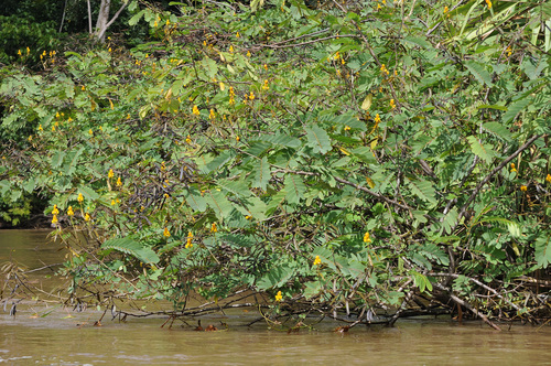 Senna reticulata - Whole tree