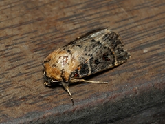 Proteuxoa sanguinipuncta
