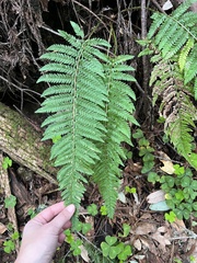 Polystichum dudleyi