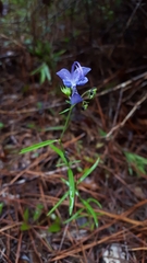 Trichostema setaceum