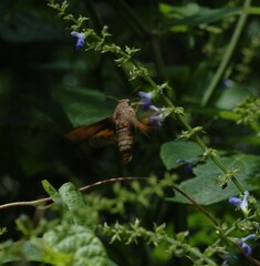 Sphingidae
