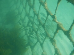 Helotes octolineatus