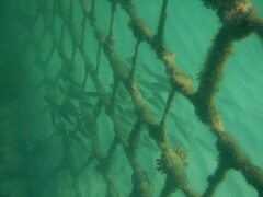 Helotes octolineatus