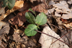 Euonymus fortunei