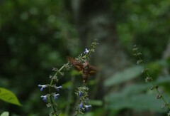 Sphingidae