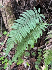Polystichum dudleyi