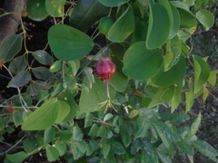 Passiflora