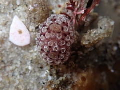 Distaplia occidentalis