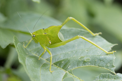 Stilpnochlora