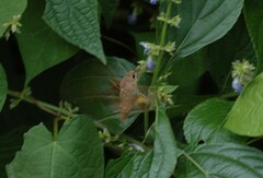 Sphingidae