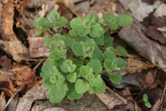 Veronica hederifolia-sublobata-triloba