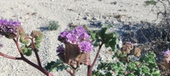 Phacelia pedicellata