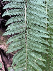 Polystichum dudleyi