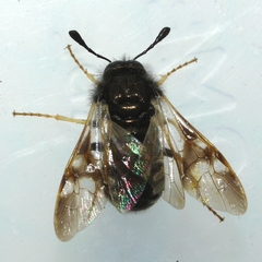 Cimbicidae