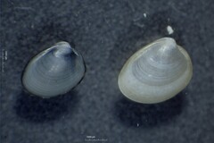 Nucula proxima