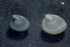 Nucula proxima