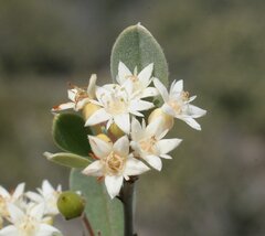 Pomaderris myrtilloides