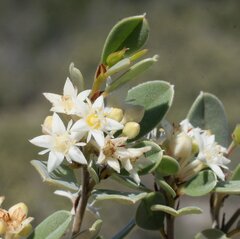 Pomaderris myrtilloides