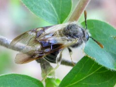 Cimbicidae
