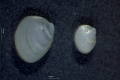 Nucula proxima
