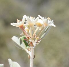 Pomaderris myrtilloides