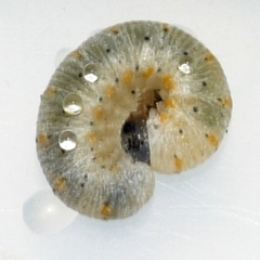 Cimbicidae