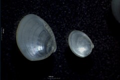 Nucula proxima