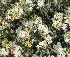 Pomaderris myrtilloides