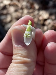 Galanthus plicatus