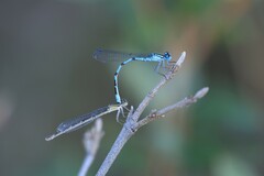 Enallagma annexum