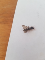 Amblyopone australis