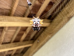 Thelacantha brevispina