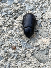 Euetheola