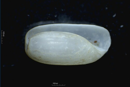 Cylichna alba, 2023-02-16