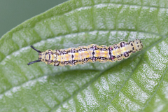 Phaeochlaena lampra