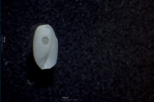 Cylichna alba, 2023-02-16
