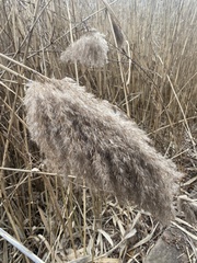 Phragmites australis