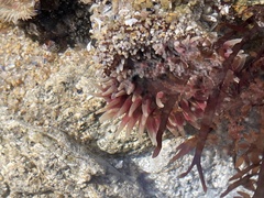 Urticina clandestina