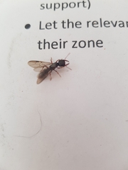 Amblyopone australis