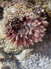 Urticina clandestina