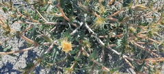 Mentzelia hirsutissima