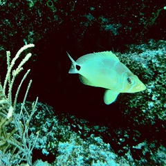 Hypoplectrus unicolor