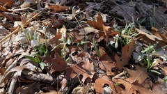 Galanthus plicatus