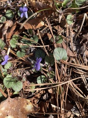 Viola walteri