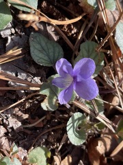 Viola walteri