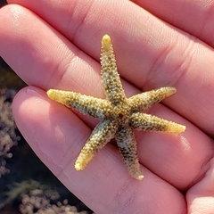 Leptasterias hexactis