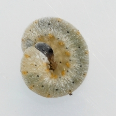 Cimbicidae